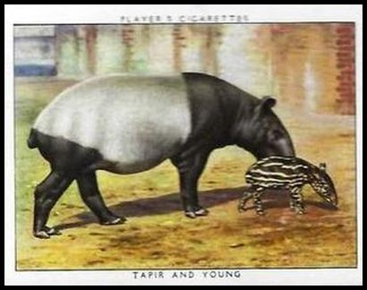 22 Tapir and Young